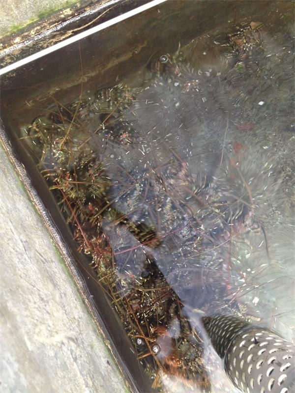 海南海口龍蝦養殖基地:(現場圖)5.jpg